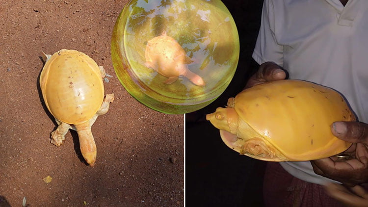 লালগড়ে উদ্ধার হলুদ কচ্ছপের ঠাঁই হল চিড়িয়াখানায় - West Bengal News 24