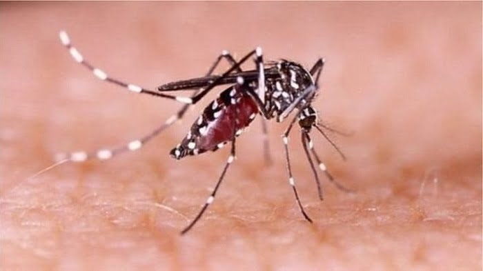 ডেঙ্গু জ্বর ৭৭ শতাংশ কমিয়ে আনার ‘অলৌকিক’ পদ্ধতি আবিষ্কার - West Bengal News 24 ডেঙ্গু জ্বর ৭৭ শতাংশ কমিয়ে আনার ‘অলৌকিক’ পদ্ধতি আবিষ্কার - West Bengal News 24