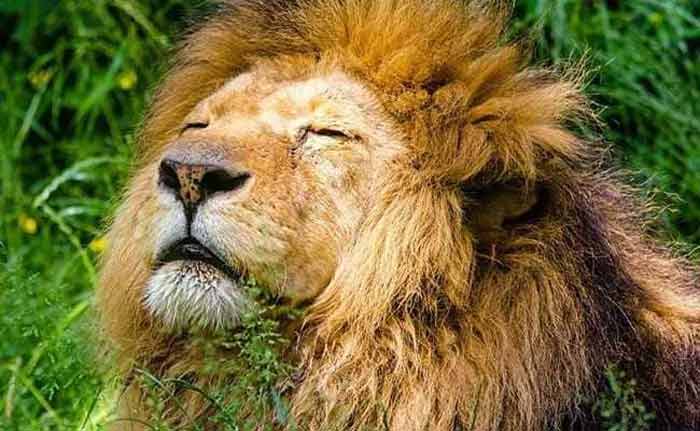 সিংহের শরীরেও করোনার ডেল্টা ভ্যারিয়েন্ট, আক্রান্ত ৪ - West Bengal News 24