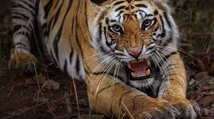 ‘যশ’ কেড়েছে আশ্রয়, সুন্দরবনে বাঘের হানায় প্রান গেল গৃহবধূর - West Bengal News 24