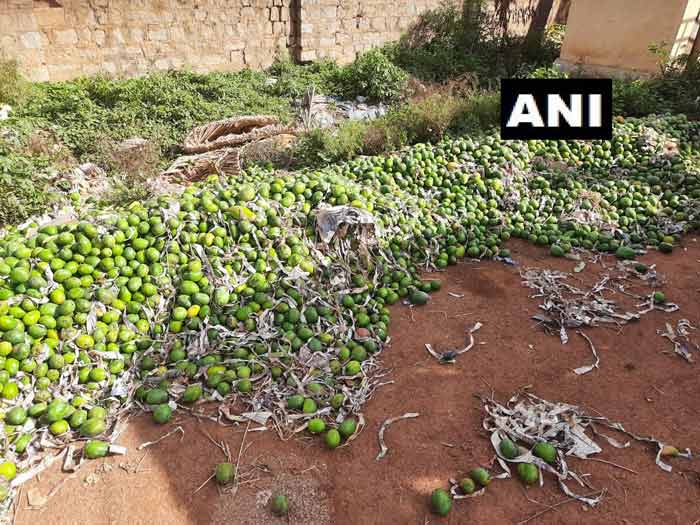 বিক্রি নেই! রাস্তায় টন টন আম ফেলে নষ্ট করে দিচ্ছেন চাষীরা - West Bengal News 24