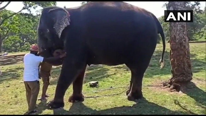 করোনার কবলে পশুরাও, তামিলনাড়ুতে করোনা টেস্ট হল ৫৬ টি হাতির - West Bengal News 24