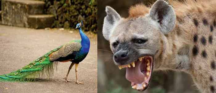 লকডাউনের জেরে পুরুলিয়ার লোকালয়ে দেখা মিলছে হায়না, ময়ূর, হরিণের - West Bengal News 24 লকডাউনের জেরে পুরুলিয়ার লোকালয়ে দেখা মিলছে হায়না, ময়ূর, হরিণের - West Bengal News 24