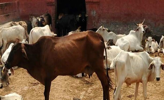 ‘মন্দিরের ৫ কিমির মধ্যে গোমাংস নয়’, আসাম বিধানসভায় পেশ হল গবাদি পশু রক্ষা বিল - West Bengal News 24