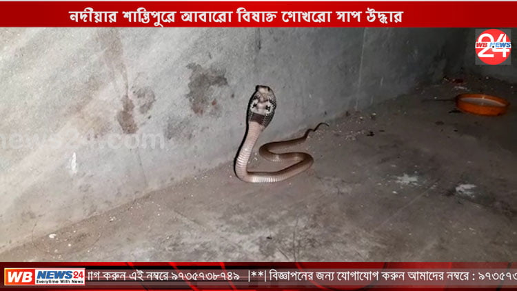 নদীয়ার শান্তিপুরে আবারো বিষাক্ত গোখরো সাপ উদ্ধার - West Bengal News 24
