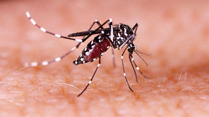 করোনার মধ্যেই জিকা ভাইরাসের আতঙ্ক কেরলে, আক্রান্ত ১৫ - West Bengal News 24