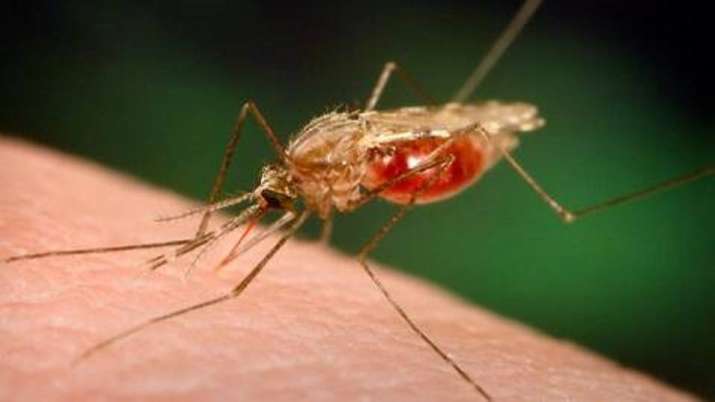 সাত দশকের প্রচেষ্টায় ম্যালেরিয়ামুক্ত হলো চীন - West Bengal News 24