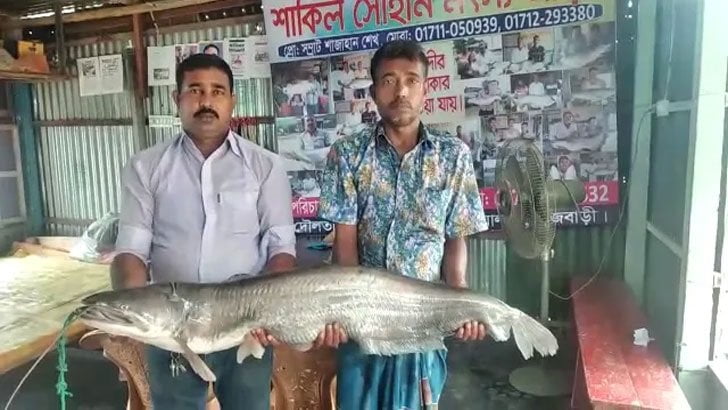পদ্মায় জেলেদের জালে ধরা পড়ল ১৬ কেজি বোয়াল, বিক্রি হলো ৩৫ হাজার টাকায় - West Bengal News 24