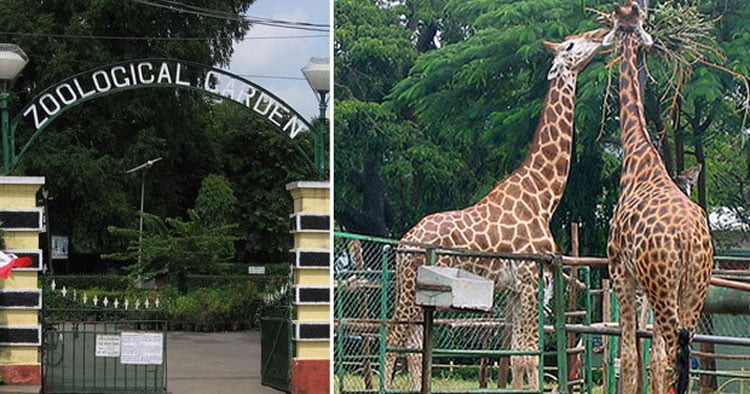 আগামিকাল থেকে খুলছে আলিপুর চিড়িয়াখানা, মানতে হবে কড়া কোভিডবিধি - West Bengal News 24