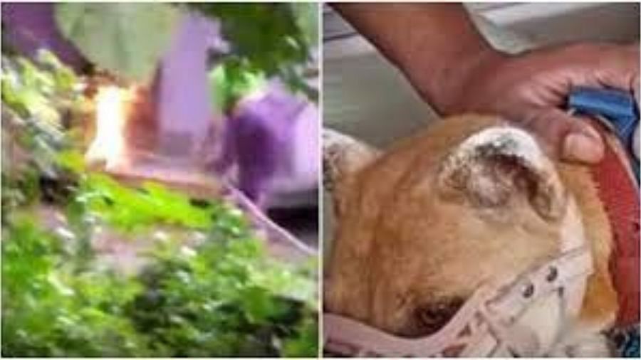 চরম বরর্বতার নজির! ৭টি কুকুর ছানার গায়ে আগুন দিলেন মহিলা - West Bengal News 24