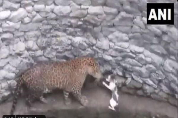 Brave cat confronts a leopard in Maharashtra : সামনে রাগী চিতা, বুক চিতিয়ে দাঁড়াল একা বিড়াল! সাহসে মুগ্ধ সবাই, দেখুন ভিডিও - West Bengal News 24