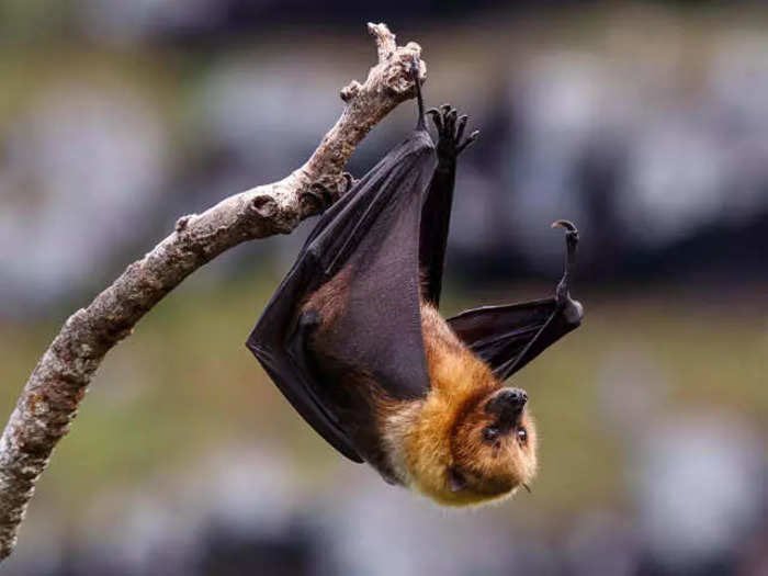 Nipah virus : করোনার মাঝেই ফিরল নিপা ভাইরাসের আতঙ্ক, কেরলে মৃত্যু ১২ বছরের কিশোরের - West Bengal News 24 Nipah virus : করোনার মাঝেই ফিরল নিপা ভাইরাসের আতঙ্ক, কেরলে মৃত্যু ১২ বছরের কিশোরের - West Bengal News 24