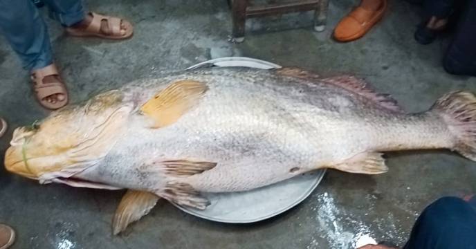 সুন্দরবনের নদীতে দৈত্যাকার মাছ, দাম উঠল প্রায় ৩৭ লক্ষ টাকা - West Bengal News 24