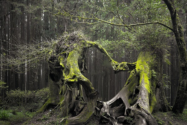 পৃথিবীর সবচেয়ে ভয়ঙ্কর জঙ্গল, গেলে আর কেউ ফিরে আসে না - West Bengal News 24