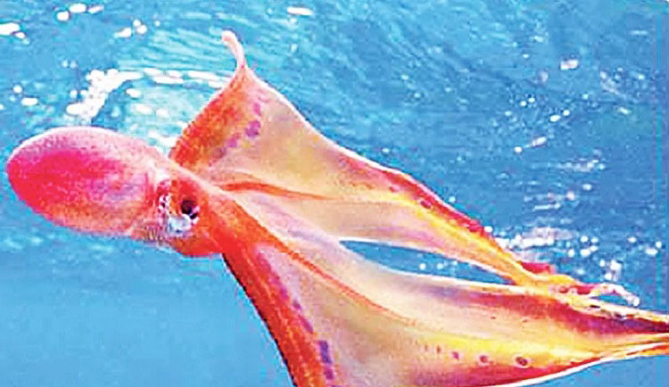 ২১ বছর পরে দেখা মিললো অক্টোপাসের ‘নৃত্য’ - West Bengal News 24