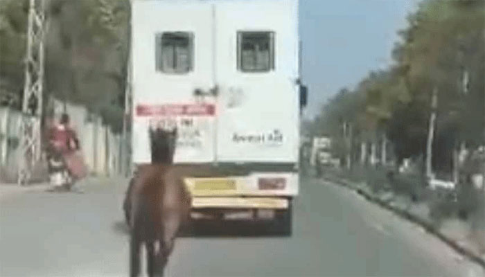 অ্যাম্বুল্যান্সে আহত ঘোড়া, ৮ কিমি অনুসরণ করে হাসপাতালে পৌঁছল সঙ্গী - West Bengal News 24