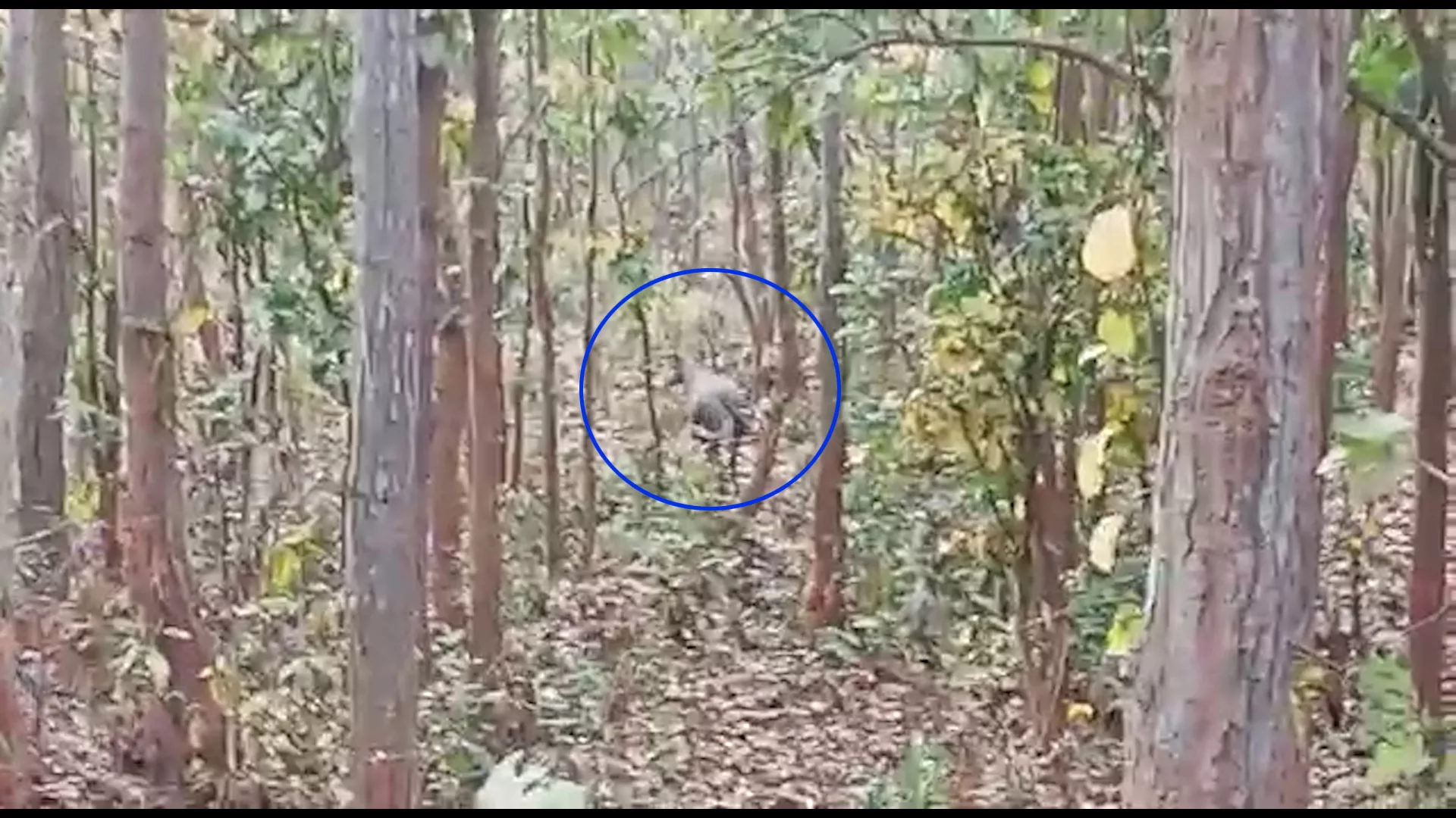 লালগড়ের জঙ্গলে এবার নীলগাই! ভিডিও ঘিরে জল্পনা, খোঁজ নিচ্ছে বন দফতর - West Bengal News 24