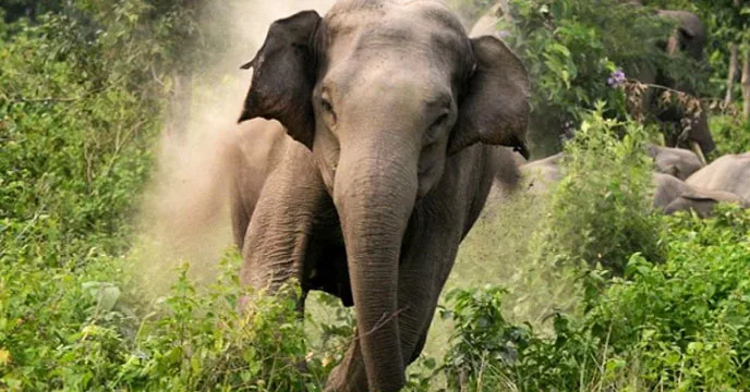 জন্মদিনের রাতে হাতির হানায় কিশোরের মৃত্যু - West Bengal News 24