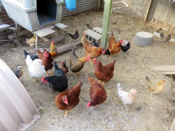 পৃথিবীর সবচেয়ে বয়স্ক মুরগির বয়স ২১ বছরের বেশি - West Bengal News 24