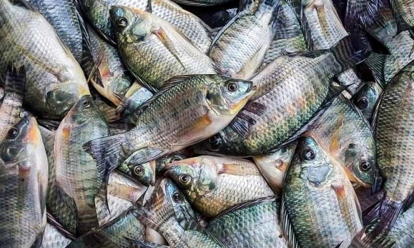 তেলাপিয়া মাছ খেয়ে ৪ অঙ্গ হারালেন মার্কিন নারী! - West Bengal News 24