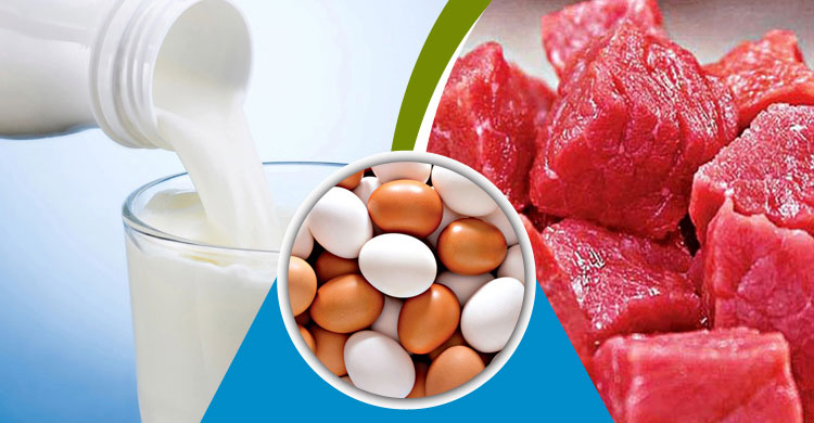 দুধ, মাংস, ডিম উৎপাদনে সাফল্য – কেন্দ্রের পরিসংখ্যানে বাংলার স্বীকৃতি - West Bengal News 24