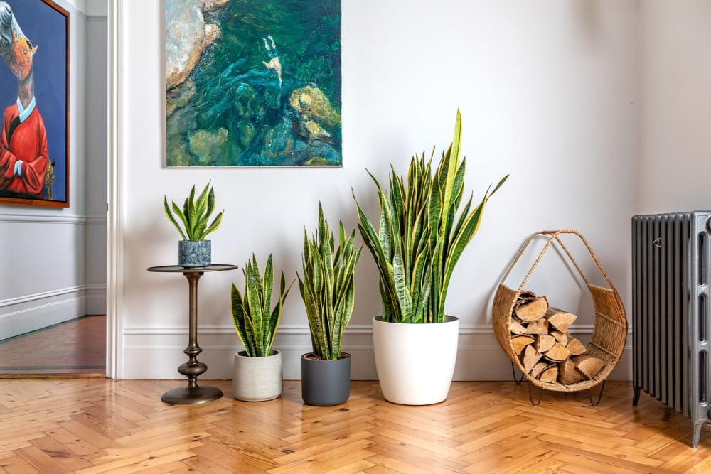 Plants that will increase the freshness of the house : ঘরের সতেজতা বাড়াবে যেসব গাছ - West Bengal News 24 Plants that will increase the freshness of the house : ঘরের সতেজতা বাড়াবে যেসব গাছ - West Bengal News 24