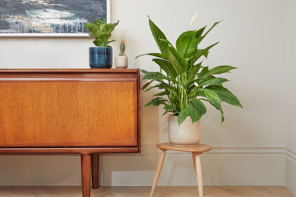 Plants that will increase the freshness of the house : ঘরের সতেজতা বাড়াবে যেসব গাছ - West Bengal News 24 Plants that will increase the freshness of the house : ঘরের সতেজতা বাড়াবে যেসব গাছ - West Bengal News 24