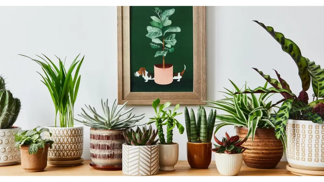 Plants that will increase the freshness of the house : ঘরের সতেজতা বাড়াবে যেসব গাছ - West Bengal News 24