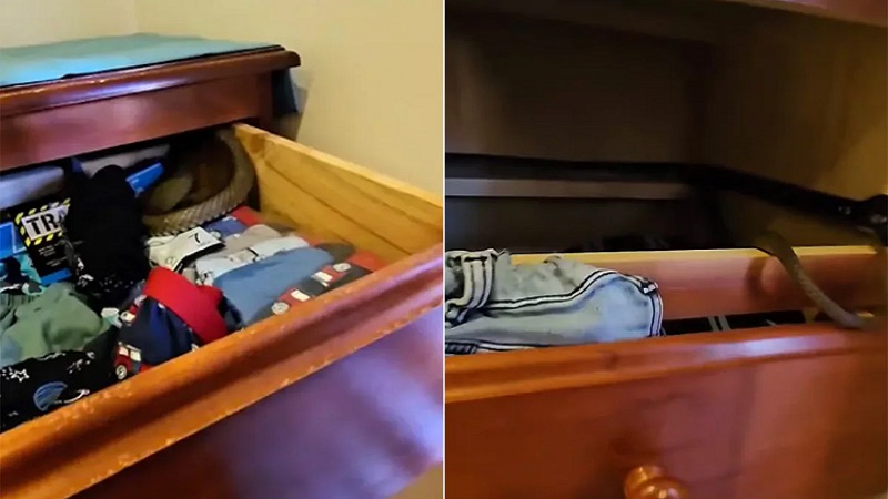 তিন বছরের সন্তানের ওয়ারড্রবে মিললো বিশ্বের দ্বিতীয় বিষধর সাপ - West Bengal News 24