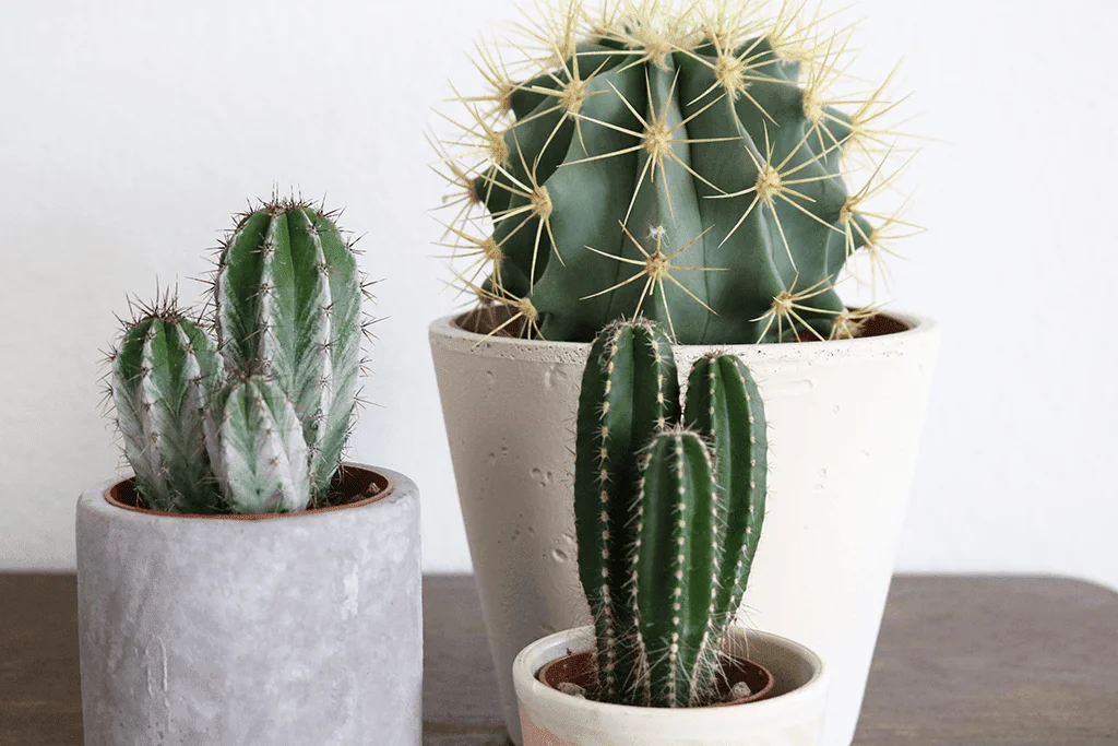 Plants that will increase the freshness of the house : ঘরের সতেজতা বাড়াবে যেসব গাছ - West Bengal News 24 Plants that will increase the freshness of the house : ঘরের সতেজতা বাড়াবে যেসব গাছ - West Bengal News 24