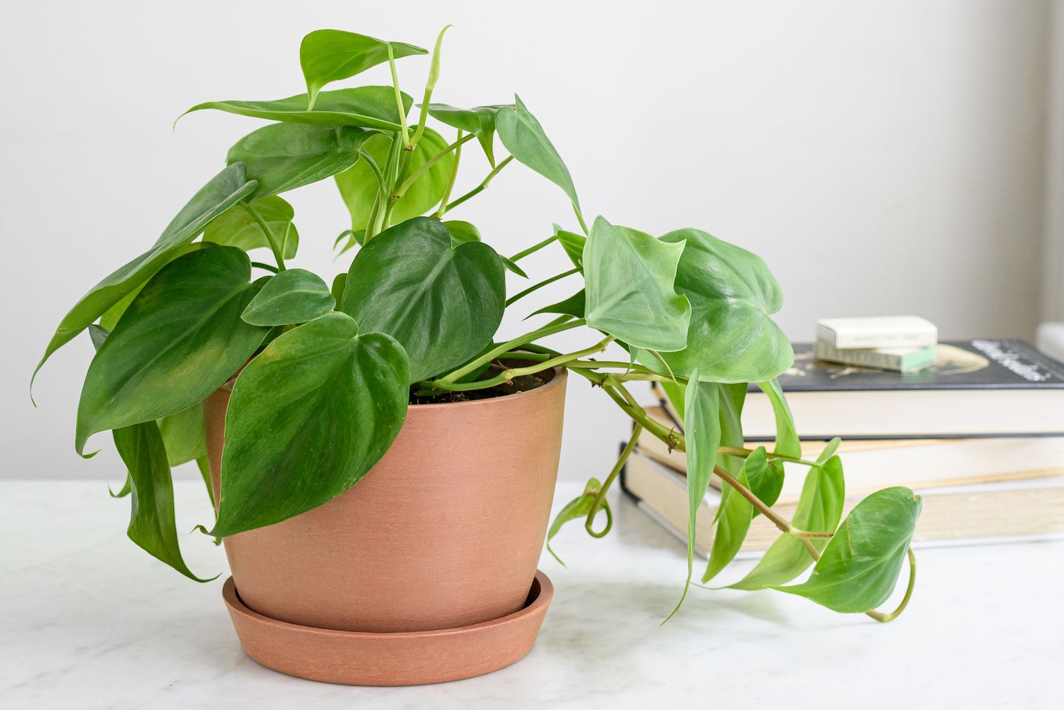 Plants that will increase the freshness of the house : ঘরের সতেজতা বাড়াবে যেসব গাছ - West Bengal News 24 Plants that will increase the freshness of the house : ঘরের সতেজতা বাড়াবে যেসব গাছ - West Bengal News 24