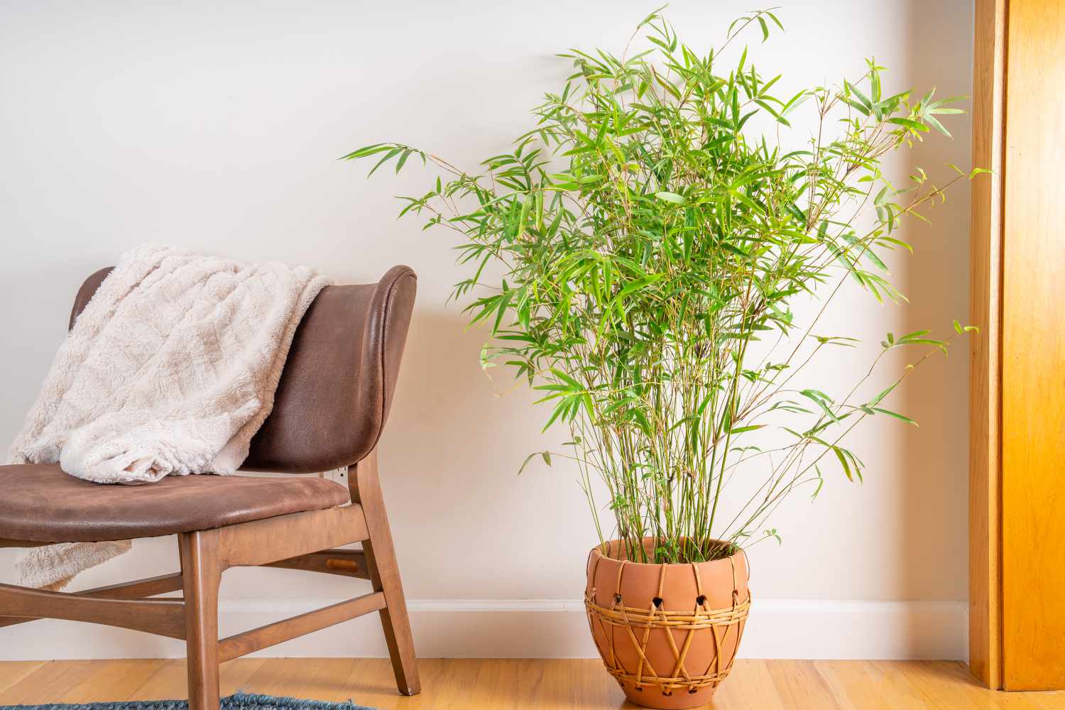 Plants that will increase the freshness of the house : ঘরের সতেজতা বাড়াবে যেসব গাছ - West Bengal News 24 Plants that will increase the freshness of the house : ঘরের সতেজতা বাড়াবে যেসব গাছ - West Bengal News 24